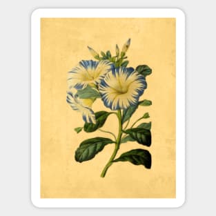 Convolvulus Tricolor Sticker